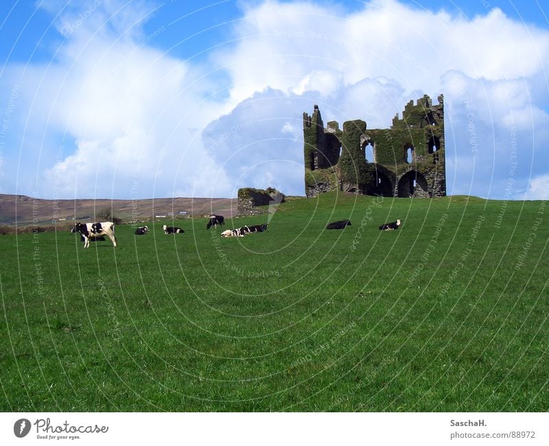 Burgruine Ruine Gras grün Wiese Kuh Außenaufnahme Wolken Kerry verfallen Burg oder Schloss Landschaft Republik Irland Ballycarberry Castle