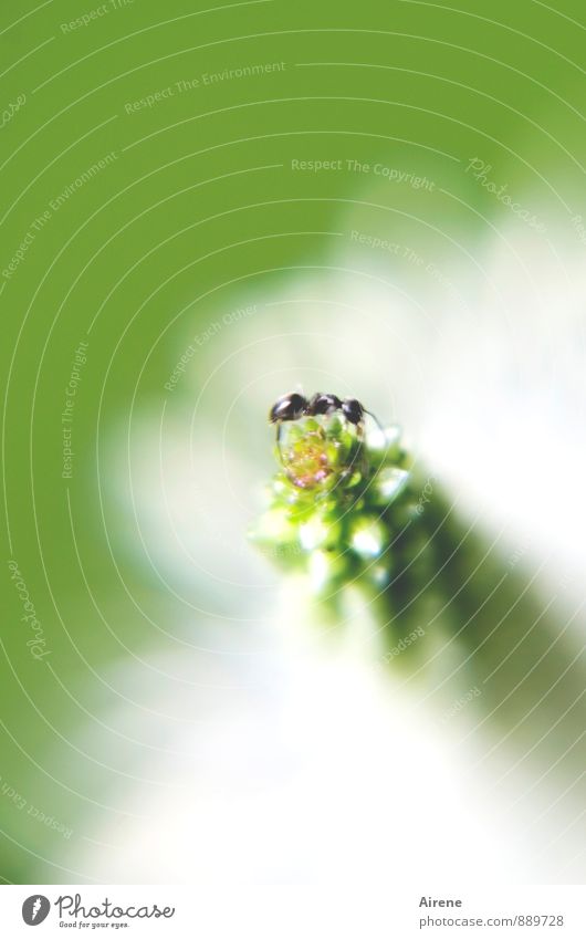 Und jetzt? Blume Spitzwegerich Tier Ameise 1 krabbeln grün weiß selbstbewußt Höhenangst anstrengen Geschicklichkeit Klettern Farbfoto Außenaufnahme