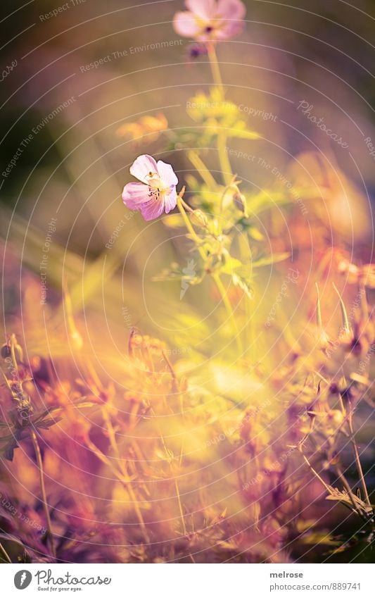 Dienstagsblümchen Natur Pflanze Sonnenlicht Sommer Schönes Wetter Blume Gras Wildpflanze Feld Wald Blühend leuchten Wachstum braun gelb gold rosa Kraft Schutz
