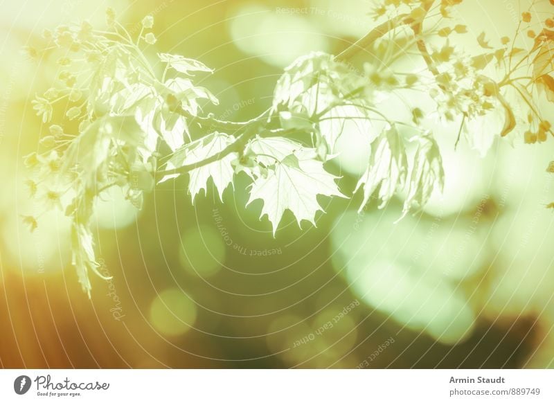Ast - Gegenlicht - Bokeh harmonisch Natur Pflanze Luft Frühling Sommer Schönes Wetter Baum Ahorn Blatt Wald Blühend Wachstum ästhetisch fantastisch Fröhlichkeit