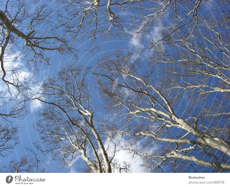 Six Feet Under Baum Wolken träumen Erholung Ferien & Urlaub & Reisen ausschalten Herbst Altokumulus floccus Sehnsucht Schwindelgefühl Spanien Kumulus