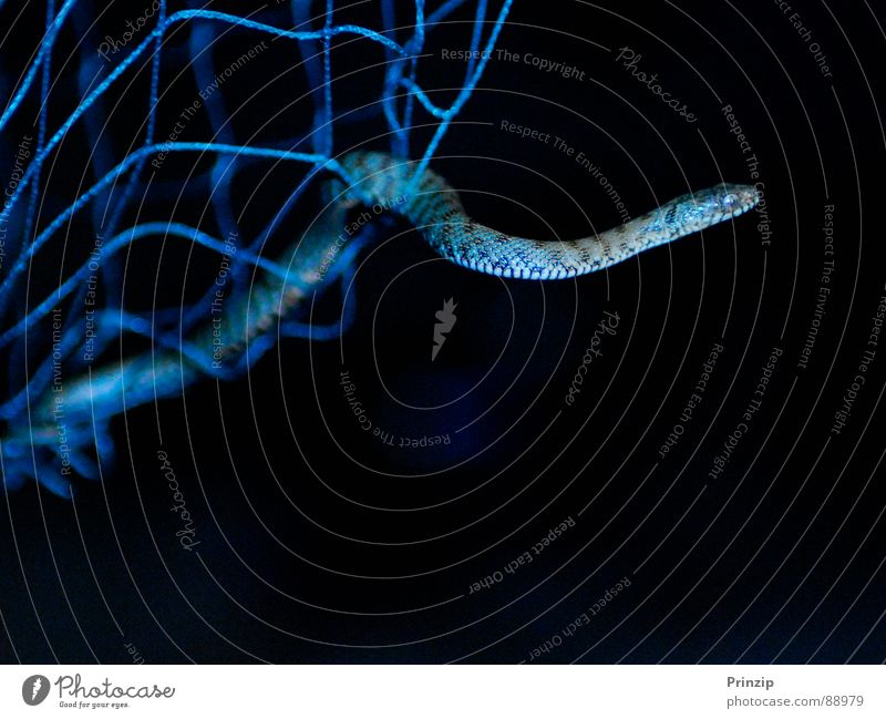 Snakee Natter Schlange Netz Wasser Angeln Wasserschlange beißen Alain Hofer
