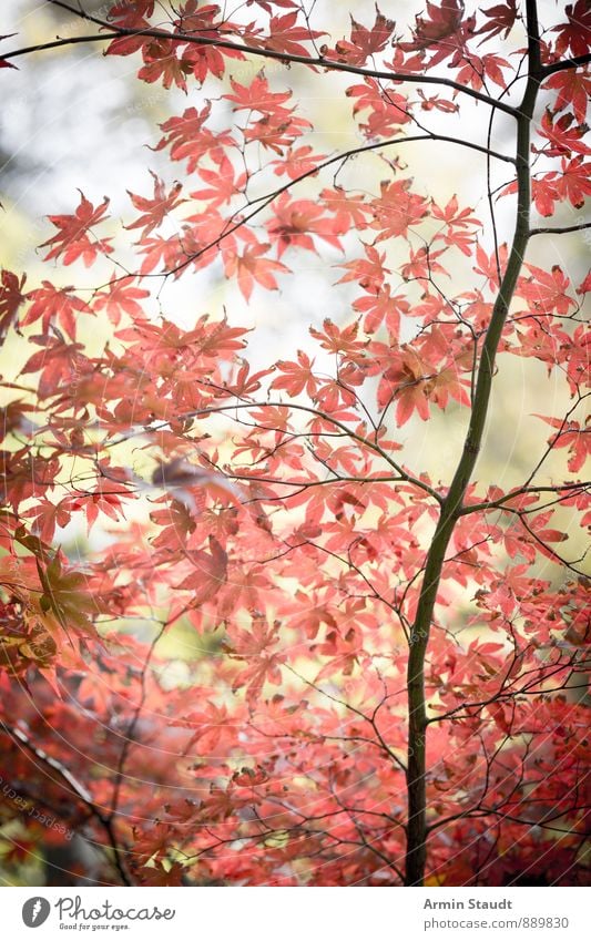 Herbstblätter am Baum verblieben Natur Pflanze Luft Blatt Park Wald ästhetisch authentisch Kitsch natürlich positiv schön rot Stimmung Romantik träumen Frieden