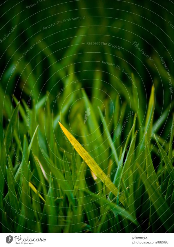 Da versteckt sich doch einer .... grün Gras gelb Wiese grün-gelb Feld Unschärfe Isolierung (Material) verstecken Kontrast waldeck Amerika Bodenbelag