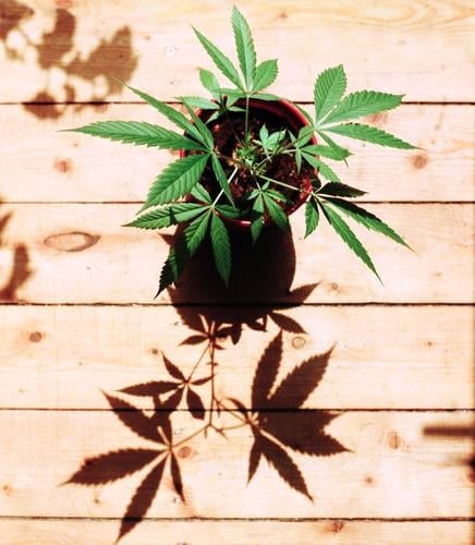 junge Hanfpflanze (Cannabis) im Sonnenlicht auf hellen Holzdielen - Das wächst doch was ...so grün Gras Marihuana THC cbd Legalisierung Drogensucht eigenbedarf