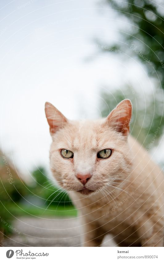 Tomcat rothaarig Tier Haustier Katze Tiergesicht Fell 1 Blick warten Aggression Coolness Neugier orange Ärger gereizt Feindseligkeit Wachsamkeit intensiv
