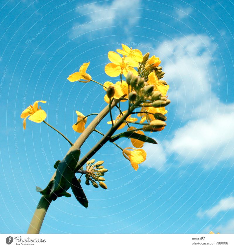 Der Sommer droht I Blume aufwachen gelb Sonnenlicht Feld Botanik Pflanze blau Himmel