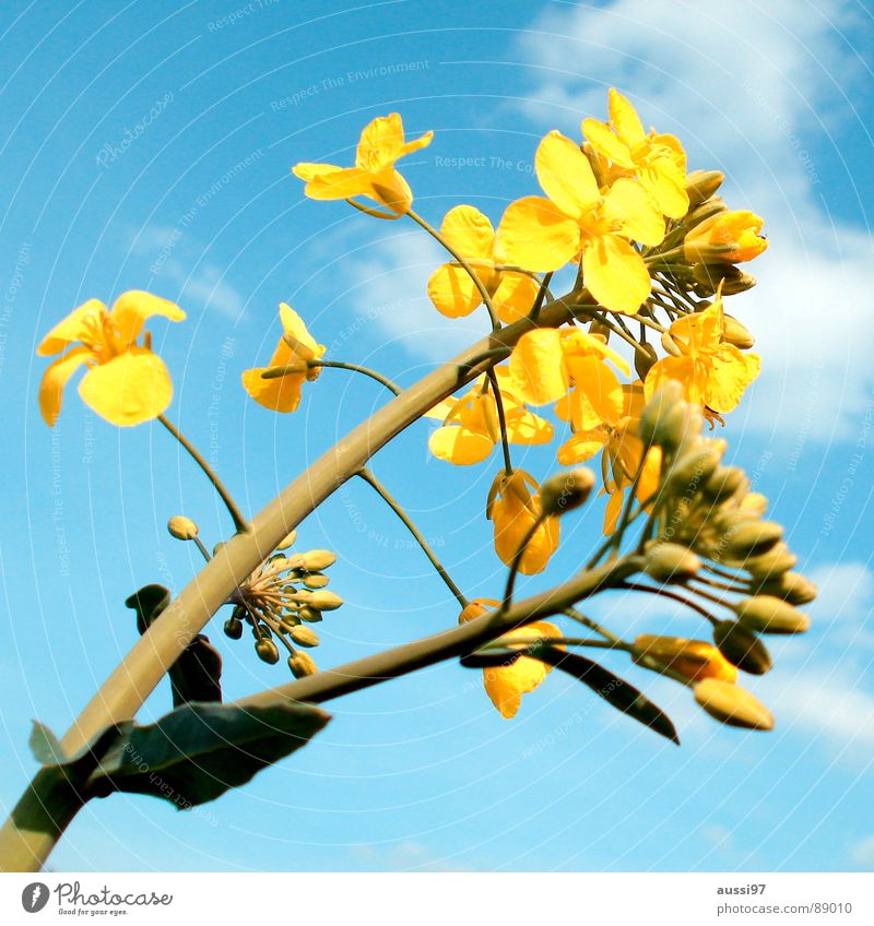 Der Sommer droht II Blume aufwachen gelb Sonnenlicht Feld Botanik Pflanze blau Himmel