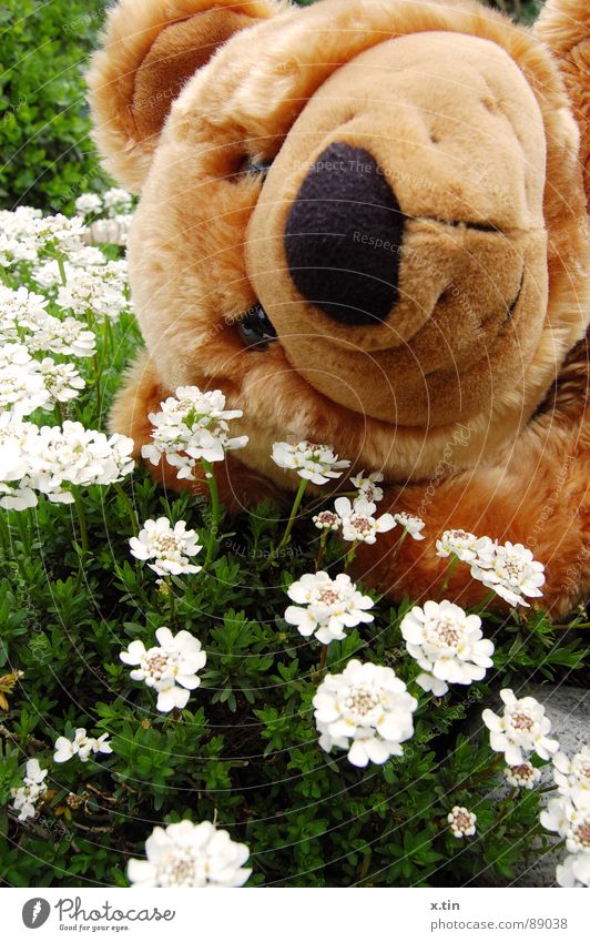 Bruno zeigt Frühlingsgefühle Teddybär Blumenwiese Kuscheln weich süß Bär Garten Kindheit kuschlig Lächeln Nase Nahaufnahme Außenaufnahme Menschenleer Plüsch