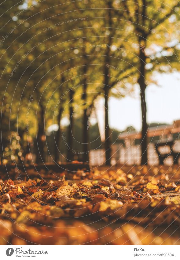 mal wieder Herbst Natur Erde Sonnenlicht Schönes Wetter Pflanze Baum Sträucher Park Fußgänger Wege & Pfade Wärme braun orange Herbstlaub Herbstfärbung