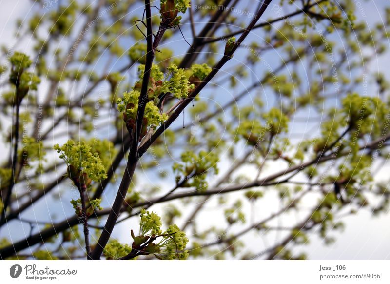 Frühlingslaune grün Baum ruhig Blüte Luft Blühend Himmel Ast Natur