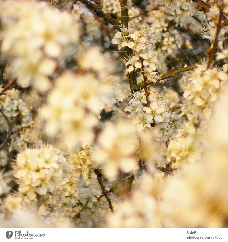 Schlehenschnee Schwarzdorn weiß Abend Blüte Tiefenschärfe Frühling Makroaufnahme Nahaufnahme Zweig Blühend Niveau Duft