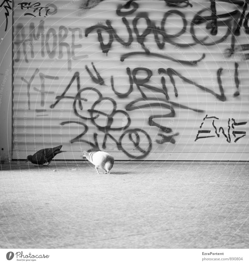 Liebe/Tauben/Ausscheidung Lifestyle Stil Bahnhof Tor Tier Wildtier 2 Tierpaar Zeichen Schriftzeichen Graffiti Fressen schwarz weiß durcheinander Urin Amore Wort