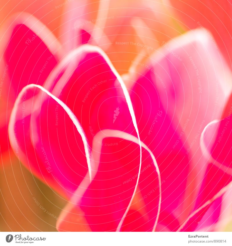 farbig Umwelt Natur Pflanze Frühling Sommer Blume Blatt Blüte Garten Linie ästhetisch schön rosa rot mehrfarbig Doppelbelichtung Grafik u. Illustration