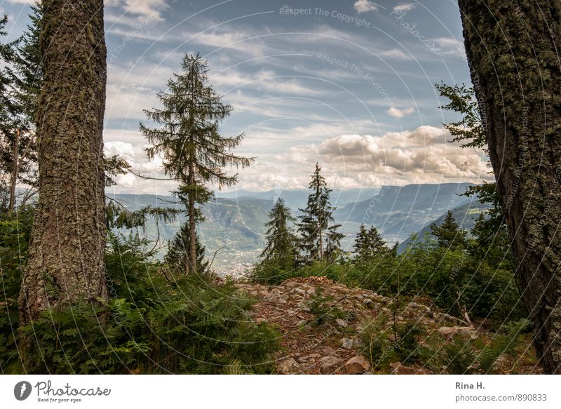 AusBlick Umwelt Natur Landschaft Himmel Wolken Sommer Schönes Wetter Baum Wald Berge u. Gebirge wandern Lebensfreude Ferien & Urlaub & Reisen Meran 2014
