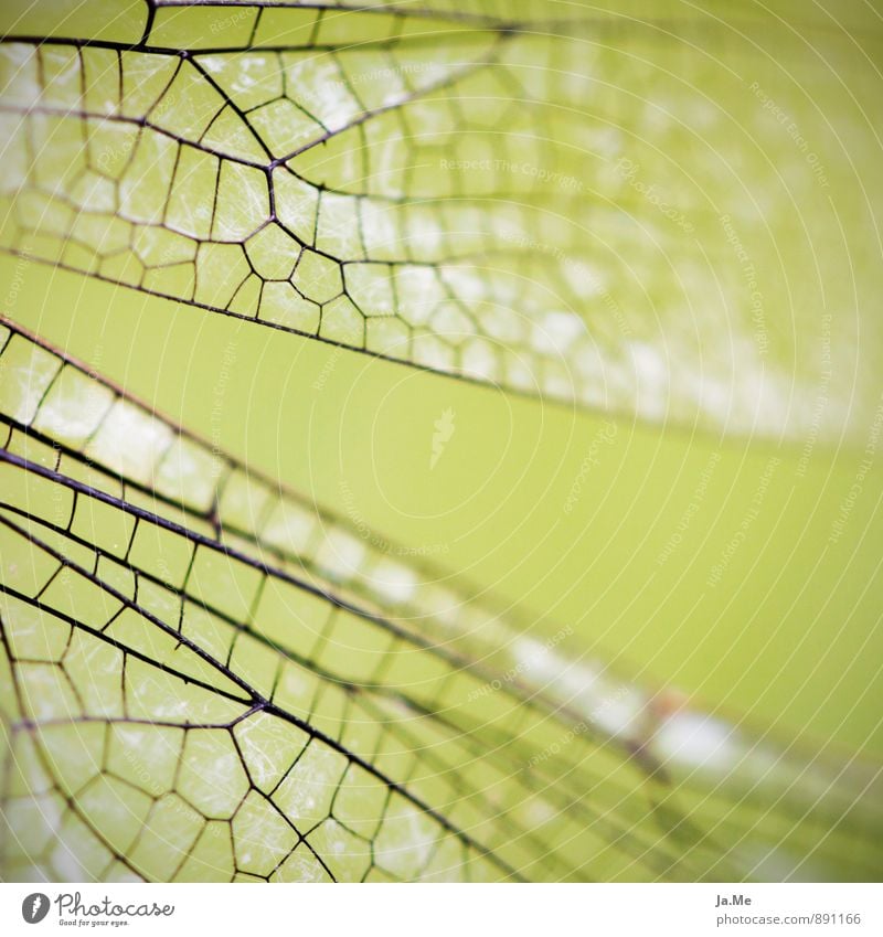 Libellenskelett Tier Luft Garten Wildtier Flügel Insekt 1 grün Farbfoto Außenaufnahme Detailaufnahme Makroaufnahme Muster Strukturen & Formen Tag