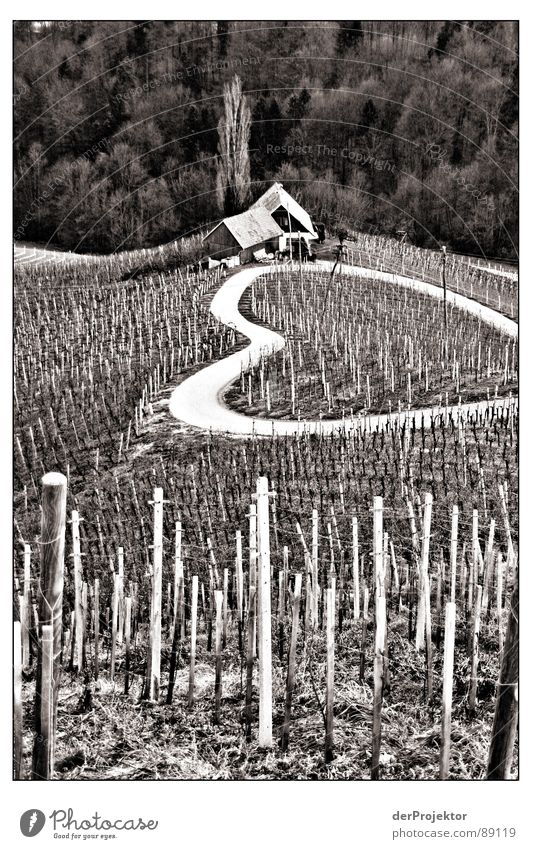 Straße der Liebe Slowenien Weinberg Weinbau Winter Januar Nostalgie Schwarzweißfoto Herz Schmerz
