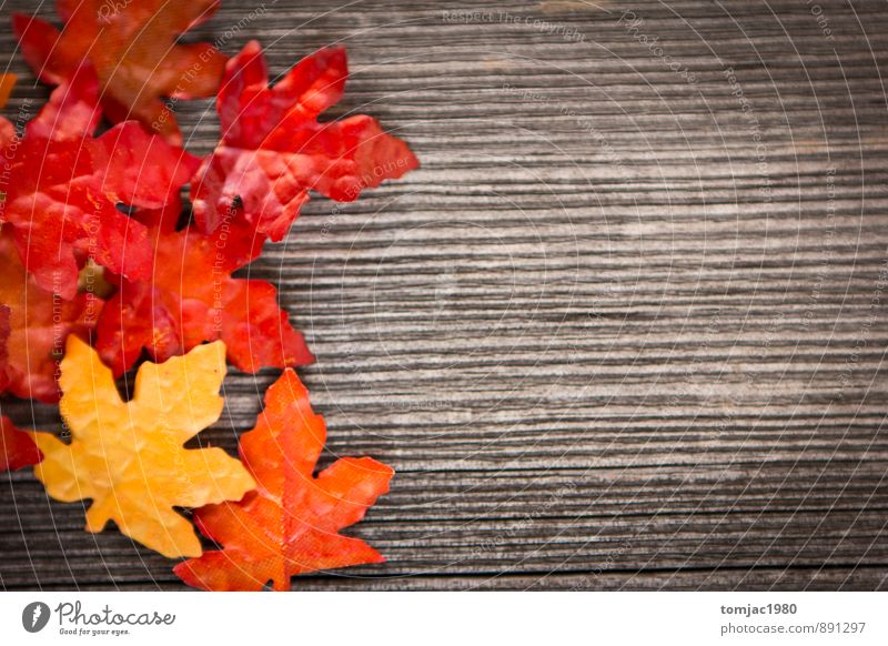Laub auf Holzhintergrund harmonisch Meditation Dekoration & Verzierung Natur Pflanze Herbst Blatt braun Pause Herbstlaub Herbstabend Herbstfärbung herbstlich