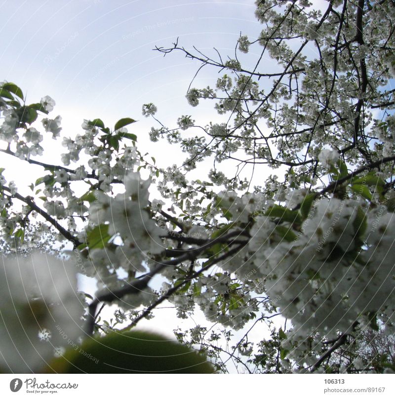 WILDE KNOSPEN TREIBENS BUNT Pflanze Geäst Wachstum Frühling austreiben sprießen Blüte Kirsche Kirschblüten Blume Physik Sonnenstrahlen Baum Park grün weiß Blatt