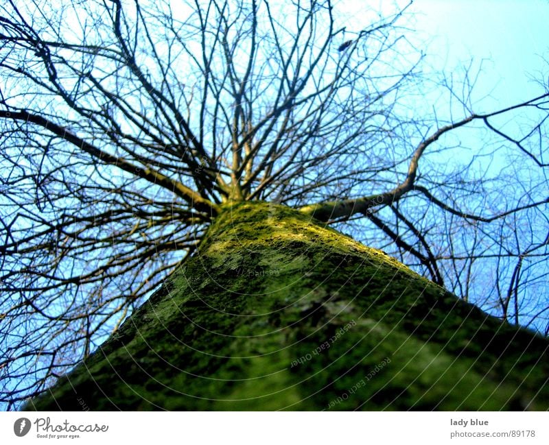 Aufblick Baum Frühling groß grün Holz Umwelt ruhig Kraft Himmel blau Natur Größe Energiewirtschaft hoch Blauer Himmel blue Haare & Frisuren Schönes Wetter Ast