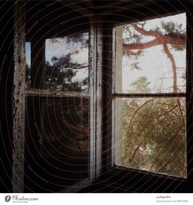 Garnison Natur Baum Menschenleer Haus Ruine Fenster Glas außergewöhnlich dunkel natürlich Stimmung geheimnisvoll stagnierend Verfall Vergangenheit