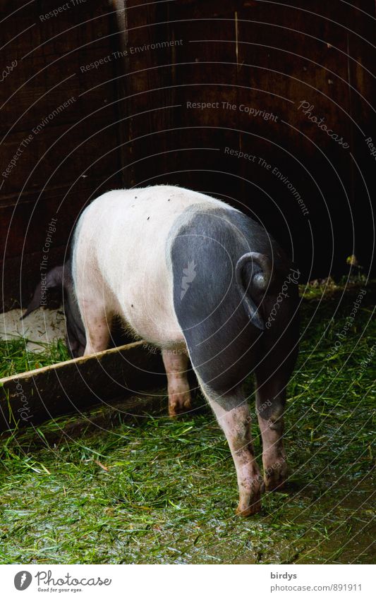 Schnitzel Landwirtschaft Forstwirtschaft Biologische Landwirtschaft Nutztier Schwein 1 Tier Fressen ästhetisch Freundlichkeit Glück lustig niedlich positiv