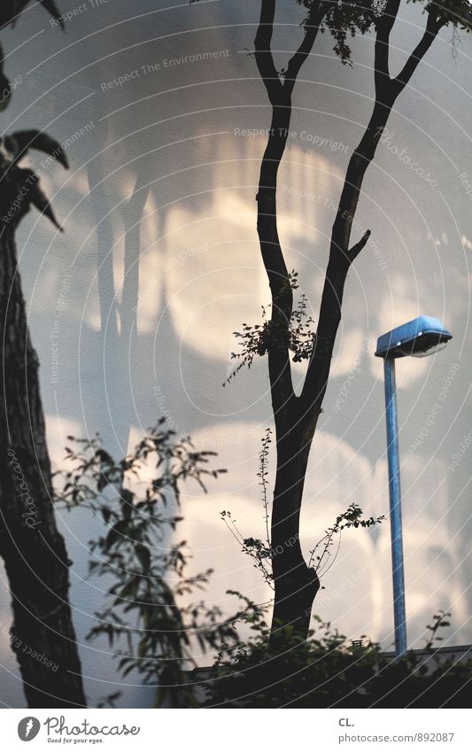 lichtspiel Umwelt Natur Schönes Wetter Baum Sträucher Laternenpfahl Straßenbeleuchtung ästhetisch Farbfoto Gedeckte Farben Außenaufnahme Menschenleer Tag Licht