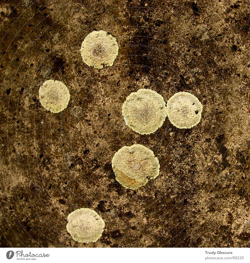 sparkle motion I Hintergrundbild Wand Beton Oberfläche Überzug netzartig Pflanze Parasit parasitär Schmarotzer Mitesser bewachsen gewachsen Wachstum gedeihen