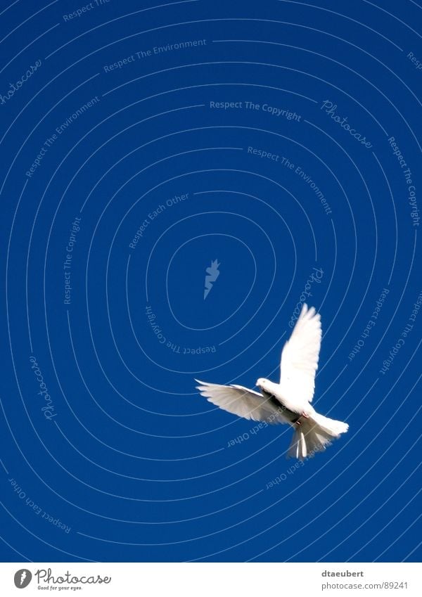 Holy Spirit Taube weiß Symbole & Metaphern Friedenstaube Vogel Religion & Glaube weisse Taube blau Himmel Heiliger Geist fliegen Freiheit dtaeubert