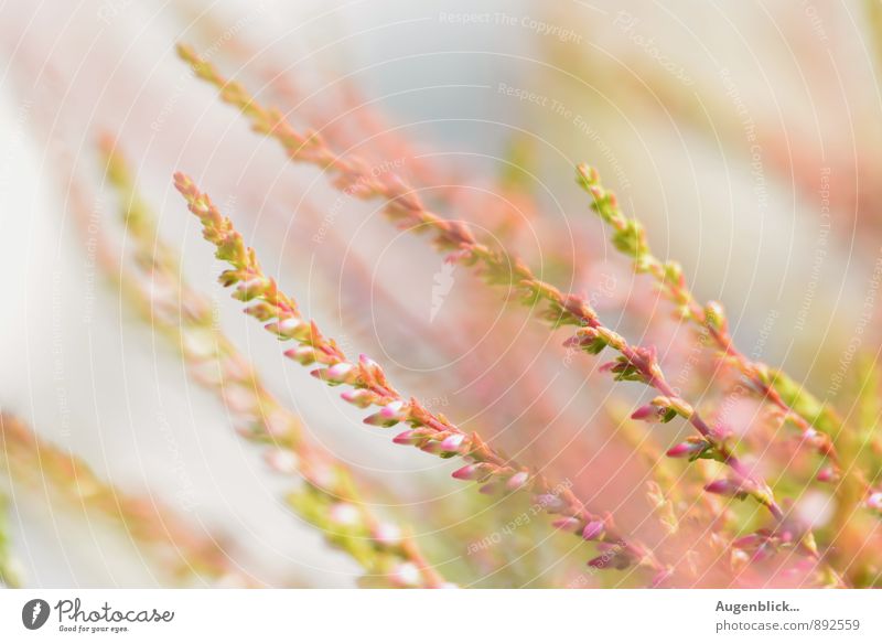 Heidekraut... Natur Sträucher Wildpflanze Wiese Feld entdecken genießen hängen Duft natürlich Wärme weich blau grün rosa Stimmung Frühlingsgefühle mehrfarbig