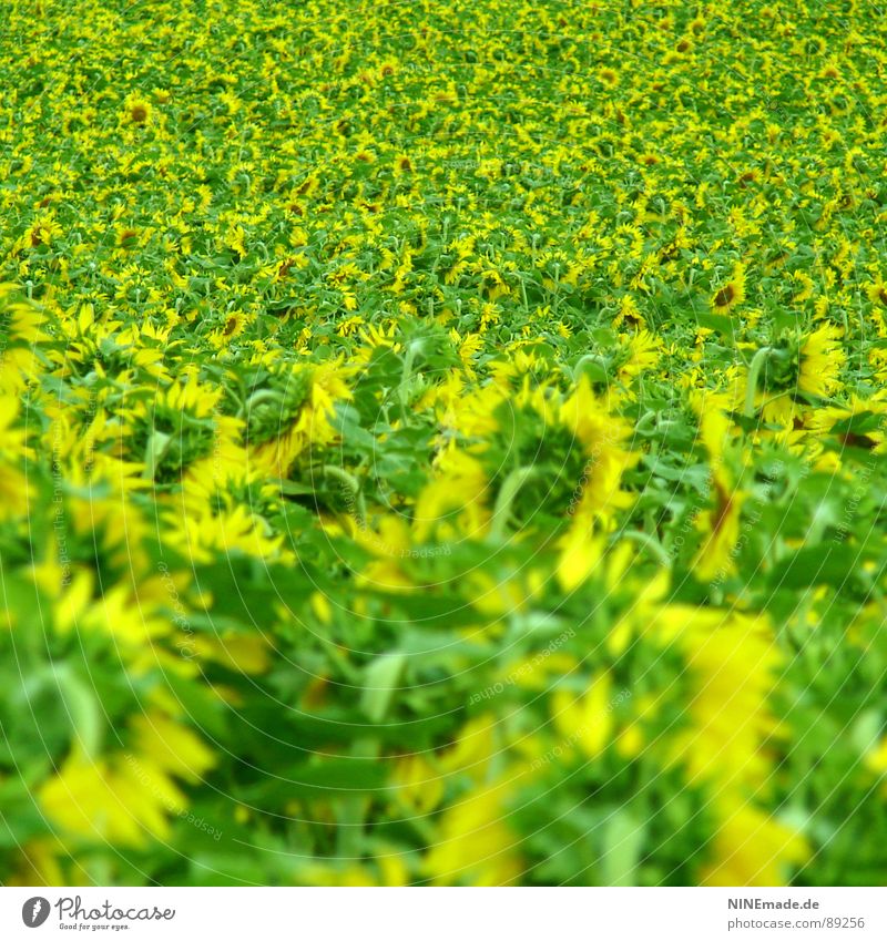 Sonnenblümelies Sonnenblume Blume Sonnenblumenfeld Feld grün gelb Fröhlichkeit mehrere Blüte Blühend Sommer fröhlig kräftige Farben viele viele Blumen