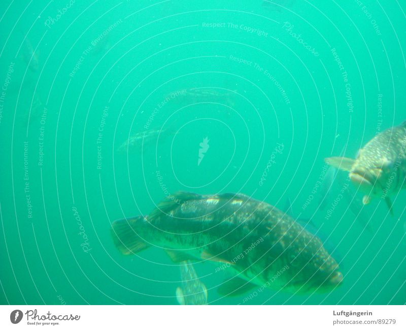 Fischers Fritze fischt frische Fische Meer Aquarium U-Boot grün Catalina Island Natur Wasser