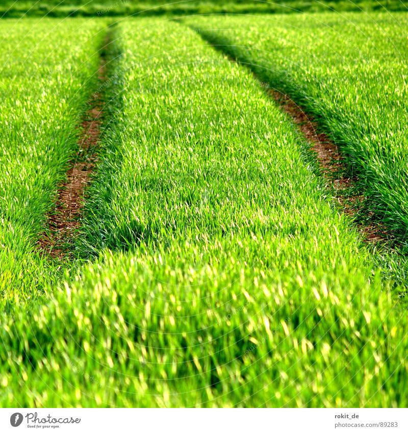 Es grünt so grün! austreiben Horizont Gras Aussaat Feld Frühling Jungpflanze Pflanze saftig ausschlagen Furche Wege & Pfade Boden Linie paralel Getreide