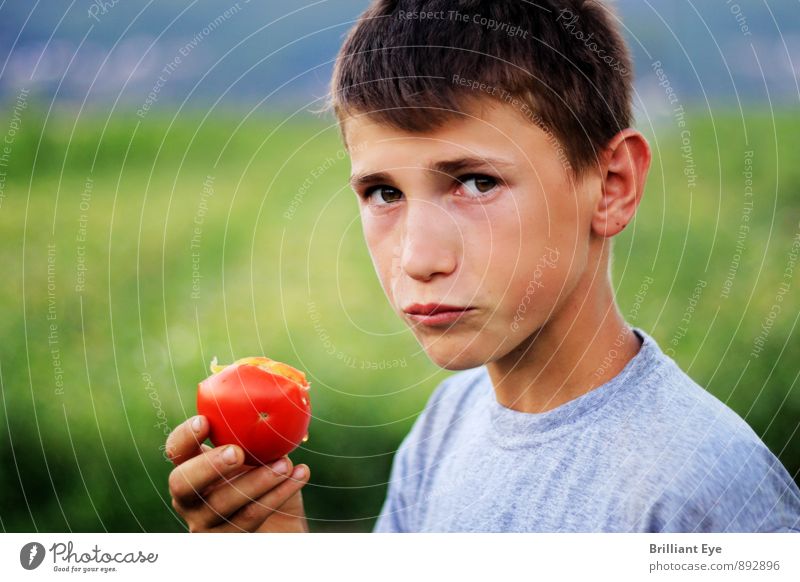 Junge isst frisch gepflückte Tomate Gemüse Frucht Essen Bioprodukte Lifestyle Sommer Landwirtschaft Forstwirtschaft maskulin 1 Mensch 3-8 Jahre Kind Kindheit
