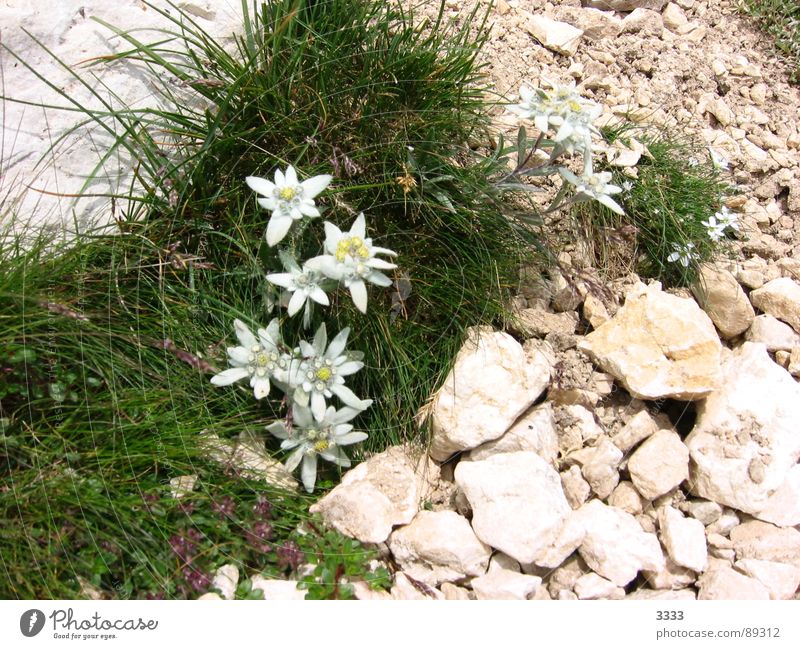 Edelweiss im Stein Blume Gras Wiese Berge u. Gebirge Bergblume Natur Landschaft edel