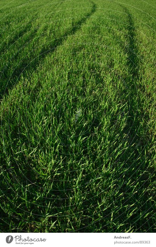 Grüner wirds nicht. grün Feld Fußweg saftig frisch Sommer Frühling Weizen Maisfeld Kornfeld Spuren Landwirtschaft Gras Abendsonne Getreide Pflanze Erde landluft