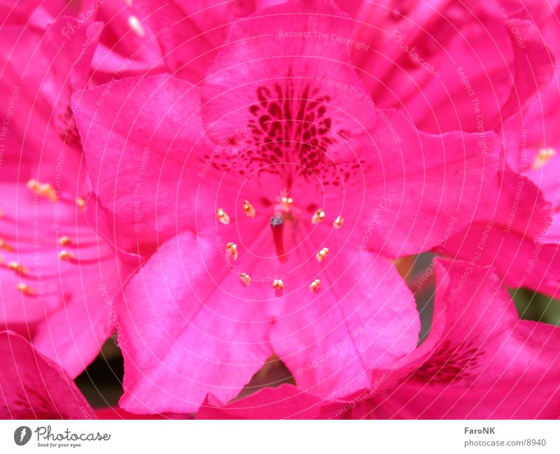 FlowerPower Blume Pflanze rosa Farbe