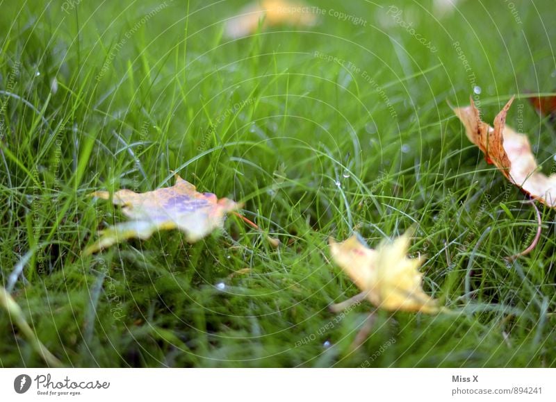 Herbstboten Umwelt Natur Wassertropfen Wetter Regen Gras Blatt Wiese kalt nass Herbstwetter Herbstlaub Herbstbeginn Tau Farbfoto mehrfarbig Außenaufnahme
