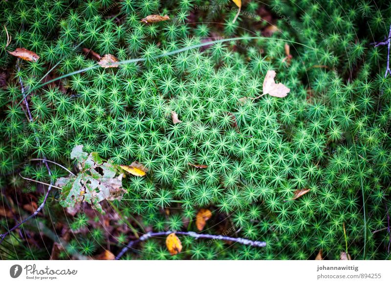 stjärna Umwelt Natur Pflanze Erde Herbst Sträucher Moos Wildpflanze Wald Moor Sumpf grün Stern außergewöhnlich wandern Wegrand Schweden Außenaufnahme Licht