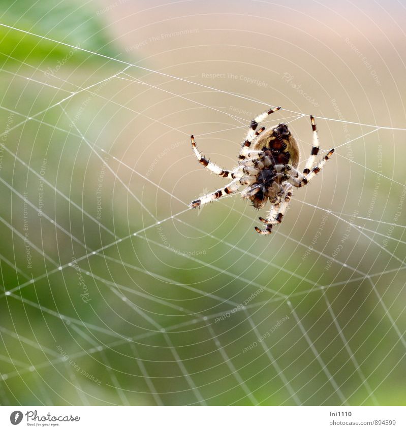 Spinne bei der Arbeit Natur Tier Sommer Wiese Feld Wildtier "Vierfleck Kreuzspinne,Araneus quadratus" 1 Arbeit & Erwerbstätigkeit krabbeln laufen ästhetisch