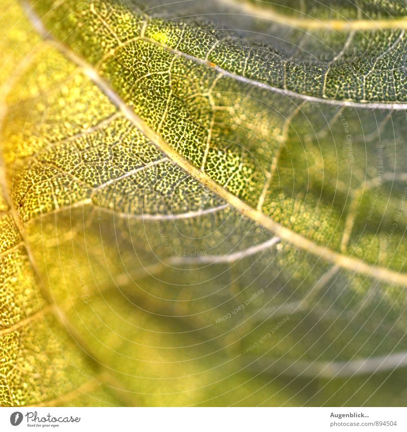 zwischen Sommer & Herbst... Natur Blatt Grünpflanze Wiese glänzend nah Wärme gelb grün schön Nahaufnahme Makroaufnahme Menschenleer Licht Sonnenlicht