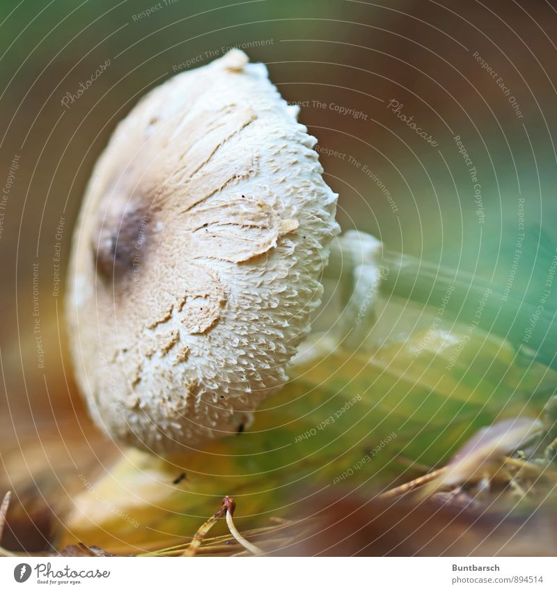 Schirmpilz Lebensmittel Parasolpilz Pilz Umwelt Natur Erde Herbst Wald Pilzhut Lamelle Macrolepiota procera Riesenschirmling natürlich schön braun weiß Farbfoto
