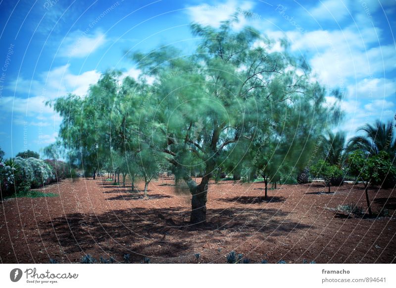 swinging olive Umwelt Natur Landschaft Pflanze Erde Himmel Wolken Sonnenlicht Sommer Wetter Schönes Wetter Wind Baum Sträucher Olivenbaum Palme Garten Feld Oase