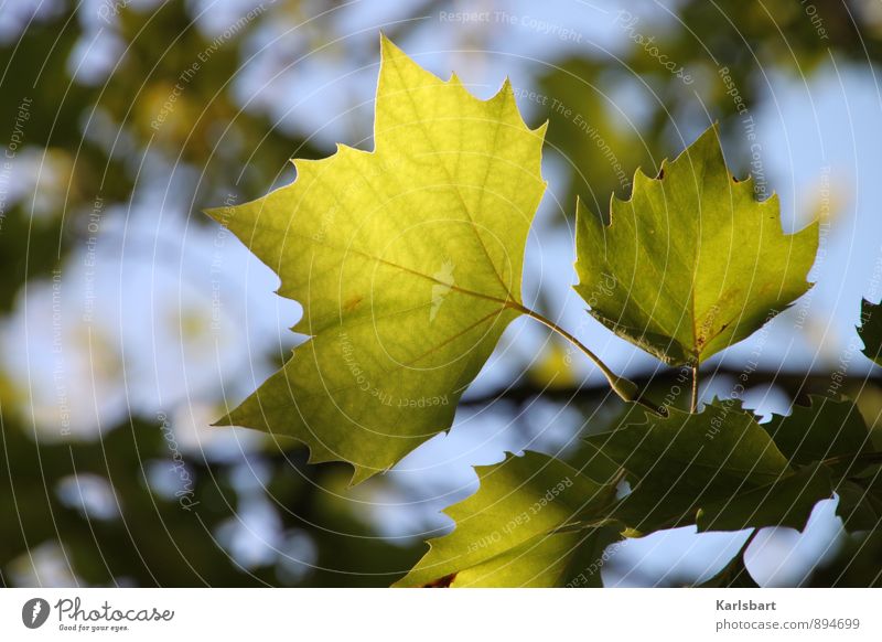 Grünherbst Gesundheit Gesundheitswesen Wellness harmonisch Wohlgefühl Erholung ruhig Natur Pflanze Sommer Herbst Schönes Wetter Blatt Park Wald grün