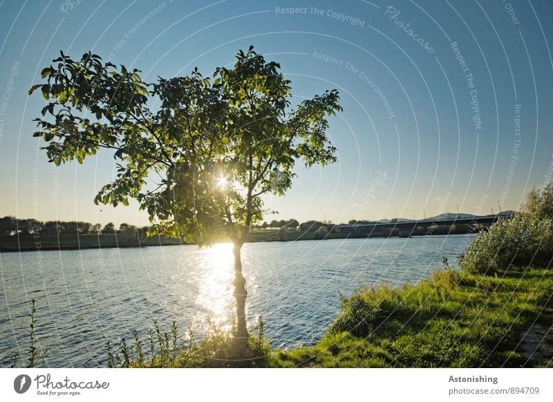 an der Donau Umwelt Natur Landschaft Pflanze Luft Wasser Himmel Horizont Sonne Sonnenlicht Sommer Wetter Schönes Wetter Baum Gras Fluss Wien hell blau gelb grün