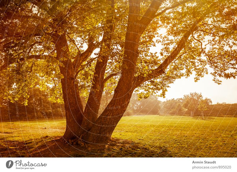 Baum - Herbst Natur Landschaft Pflanze Himmel Sonnenaufgang Sonnenuntergang Sonnenlicht Sommer Schönes Wetter Park Wiese Wald Berlin ästhetisch groß schön