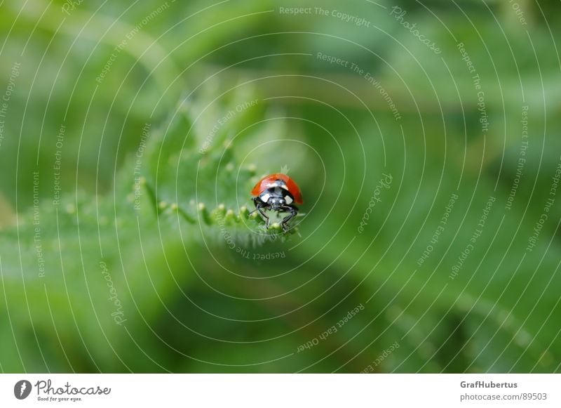 Marienkäfer im Grünen Insekt Tier grün Glücksbringer Sommer Natur Makroaufnahme Blattlausfresser