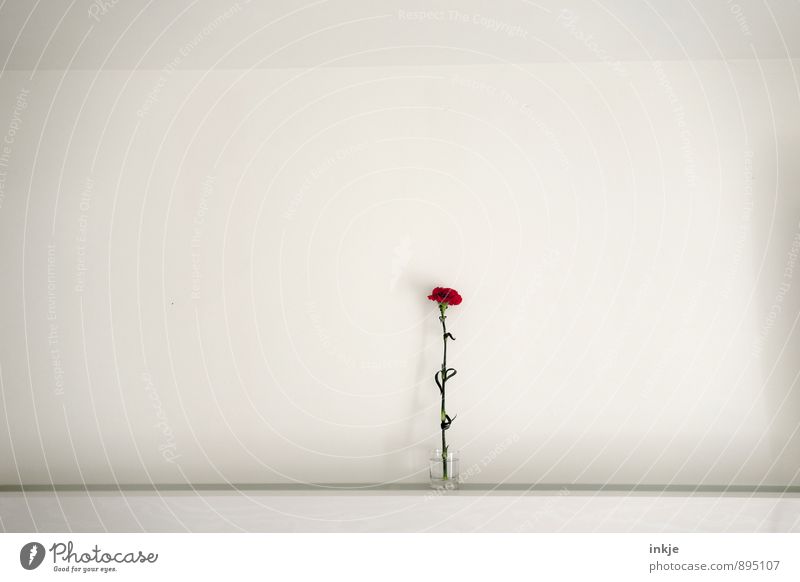 Raumteiler Lifestyle Stil Häusliches Leben Dekoration & Verzierung Blume Nelkengewächse Blumenvase Blühend schön klein rot weiß Einsamkeit einzigartig rein
