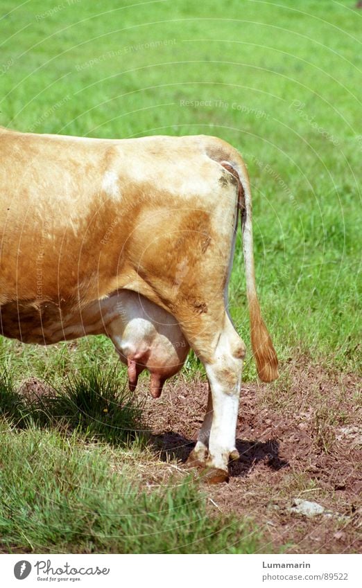 Ein Glas Milch bitte. Kuh Hinterteil Euter Landwirtschaft Gras Nutztier Rind Ausdauer Milcherzeugnisse Säugetier Weide Langmut geduldig