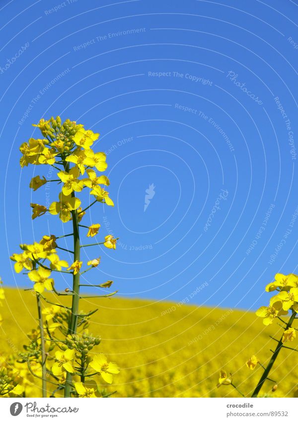 raps #5 Raps Feld Frühling ökologisch Diesel Kohlendioxid Klimawandel gelb Streifen Stengel Sauerstoff Landwirtschaft Blattgrün Bioprodukte Blühend Himmel